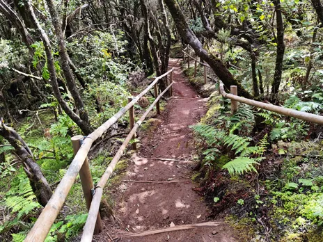 Bosque del Cedro