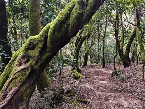 Bosque del Cedro