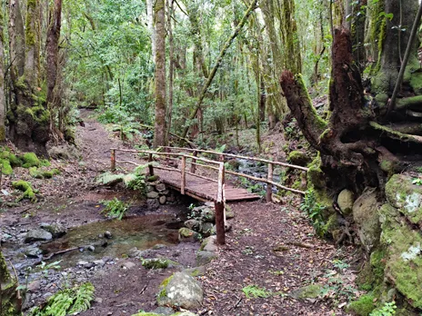 Bosque del Cedro