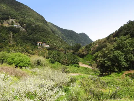 El Cedro