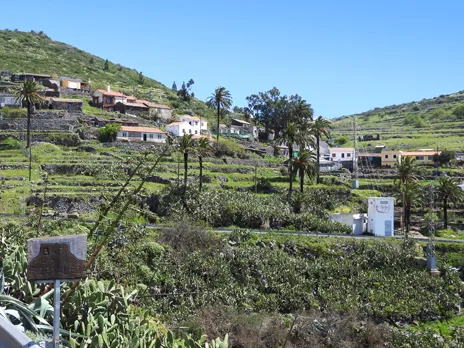 Pavón
